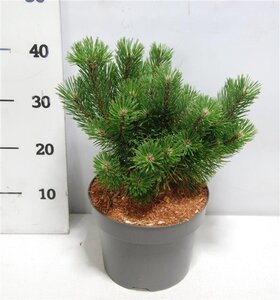 Pinus mugo 'Mumpitz' 30-35 cm cont. 5,0L - afbeelding 2