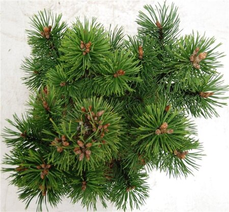 Pinus mugo 'Mumpitz' 30-35 cm cont. 5,0L - afbeelding 3