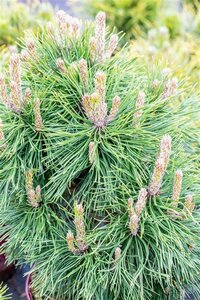 Pinus mugo 'Varella' 25-30 cm cont. 7,5L