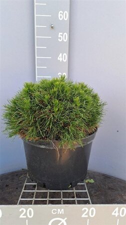 Pinus mugo 'Varella' 40-50 cm cont. 15L - image 1