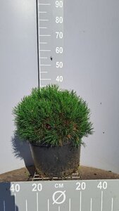 Pinus mugo 'Varella' 40-50 cm cont. 15L