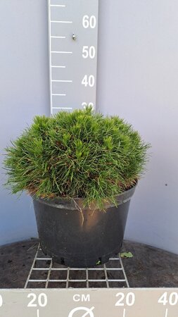 Pinus mugo 'Varella' 40-50 cm cont. 15L - image 2