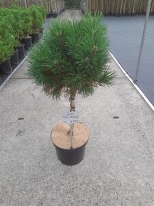 Pinus mugo 'Varella' 40 cm stam cont. 10L