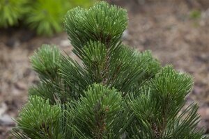 Pinus heldreichii 'Malinki' 15-20 cm cont. 3,0L - afbeelding 1