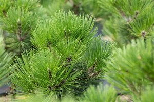 Pinus heldreichii 'Malinki' 15-20 cm cont. 3,0L - afbeelding 2