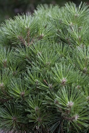 Pinus nigra nigra 40-50 cm cont. 7,5L - afbeelding 1