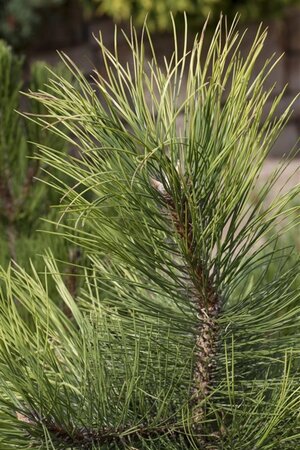 Pinus nigra nigra 40-50 cm cont. 7,5L - afbeelding 3