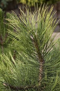 Pinus nigra nigra 40-50 cm cont. 7,5L - afbeelding 3