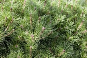 Pinus nigra 'Pierrick Bregeon' 70 cm stem cont. 7,5L - image 2