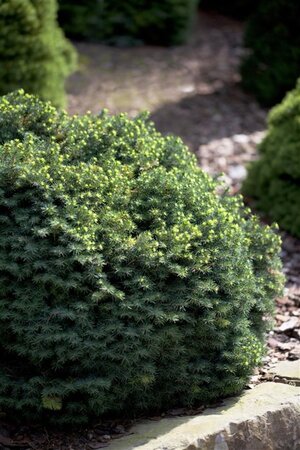 Picea omorika 'Karel' 20-25 cm cont. 2,0L - afbeelding 1