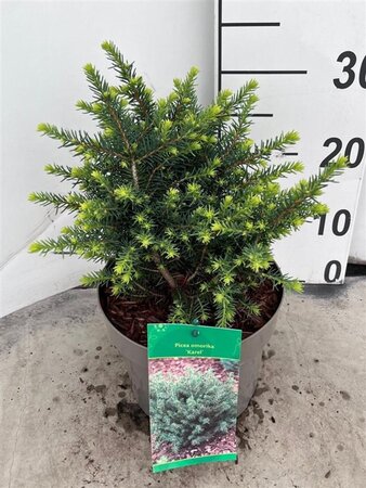 Picea omorika 'Karel' 20-25 cm cont. 3,0L - afbeelding 1