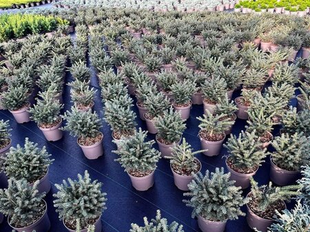 Picea omorika 'Karel' 20-25 cm cont. 3,0L - afbeelding 2