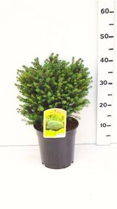 Picea omorika 'Karel' 25-30 cm cont. 3,5L - afbeelding 4