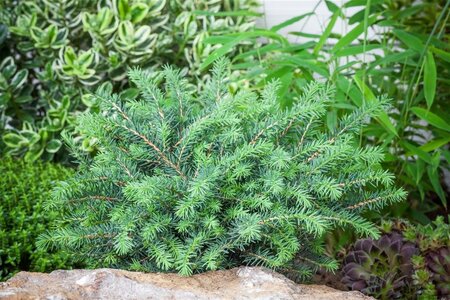 Picea omorika 'Karel' 30-40 cm cont. 7,5L - afbeelding 2