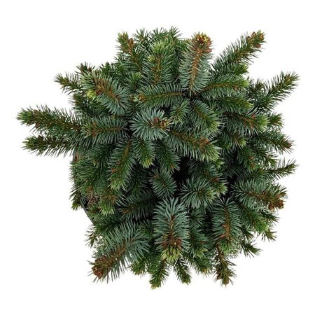 Picea sitchensis 'Midget' 20-25 cm cont. 5,0L - afbeelding 1