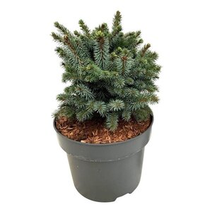 Picea sitchensis 'Midget' 20-25 cm cont. 5,0L - afbeelding 2