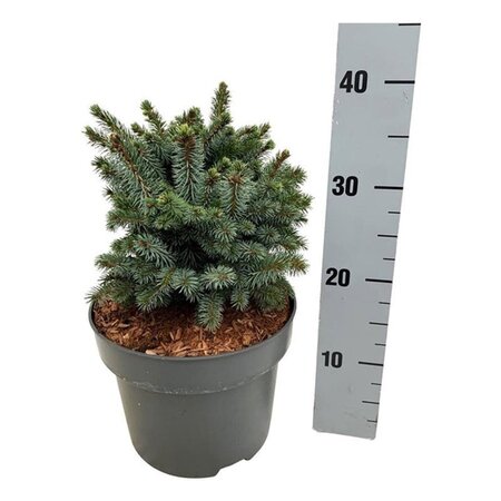 Picea sitchensis 'Midget' 20-25 cm cont. 5,0L - afbeelding 3