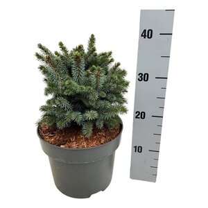 Picea sitchensis 'Midget' 20-25 cm cont. 5,0L - afbeelding 3