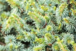 Picea sitchensis 'Nana' 25-30 cm cont. 5,0L