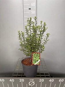 Pittosporum tenuifolium 30-40 cm cont. 3,0L