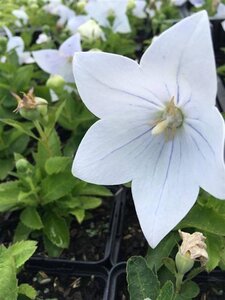 Platycodon grand. 'Astra White' geen maat specificatie 0,55L/P9cm