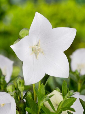Platycodon grand. 'Astra White' geen maat specificatie 0,55L/P9cm - afbeelding 1