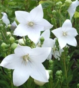 Platycodon grand. 'Astra White' geen maat specificatie 0,55L/P9cm - afbeelding 2