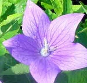 Platycodon grand. 'Mariesii' geen maat specificatie 0,55L/P9cm