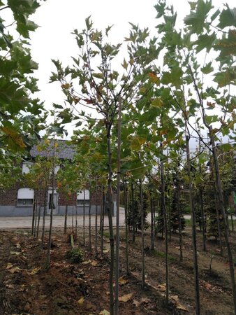 Platanus hisp. 'Alphen's Globe' 10-12 Hoogstam wortelgoed