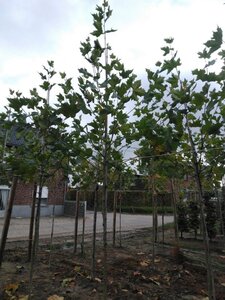 Platanus hispanica 10-12 Hoogstam wortelgoed - afbeelding 3