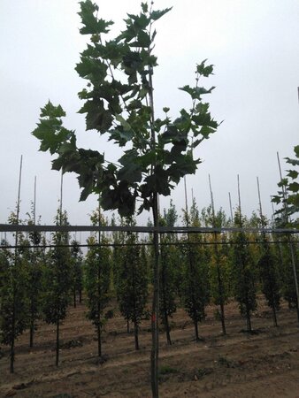 Platanus hispanica 10-12 Hoogstam wortelgoed - afbeelding 2
