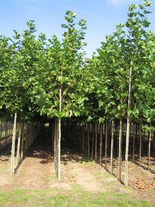 Platanus hispanica 12-14 Hoogstam draadkluit 2 X verplant - afbeelding 2