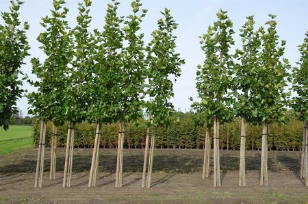 Platanus hispanica 12-14 Hoogstam wortelgoed 2 X verplant - afbeelding 5
