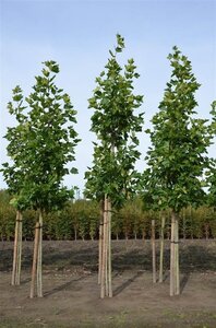 Platanus hispanica 12-14 Hoogstam wortelgoed 2 X verplant - afbeelding 6