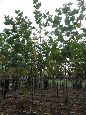 Platanus hispanica 12-14 Hoogstam wortelgoed 2 X verplant - afbeelding 3
