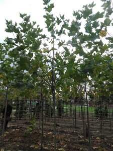 Platanus hispanica 12-14 Hoogstam wortelgoed 2 X verplant - afbeelding 3