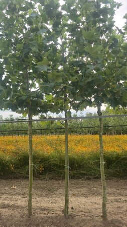 Platanus hispanica 12-14 Hoogstam wortelgoed 2 X verplant - afbeelding 1