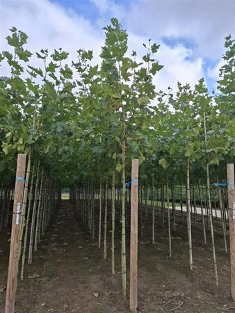 Platanus hispanica 12-14 STA BR 2 X V - image 7