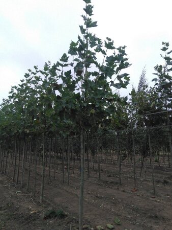 Platanus hispanica 14-16 Hoogstam wortelgoed 2 X verplant - afbeelding 3