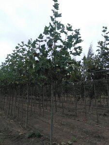 Platanus hispanica 14-16 Hoogstam wortelgoed 2 X verplant - afbeelding 3