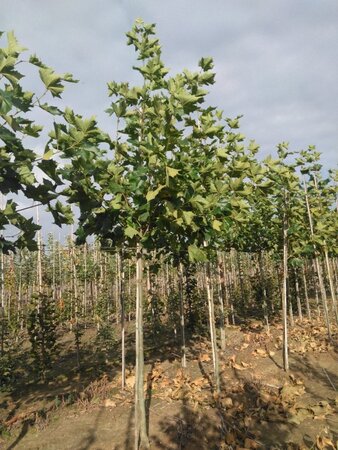 Platanus hispanica 14-16 Hoogstam wortelgoed 2 X verplant - afbeelding 1