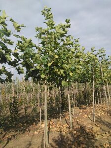 Platanus hispanica 14-16 Hoogstam wortelgoed 2 X verplant - afbeelding 1