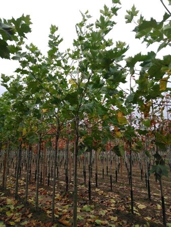 Platanus hispanica 14-16 Hoogstam wortelgoed 2 X verplant - afbeelding 2