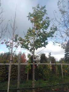 Platanus hispanica 16-18 Hoogstam draadkluit 3 X verplant - afbeelding 2