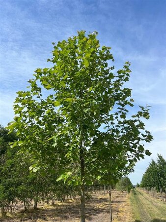 Platanus hispanica 18-20 Hoogstam draadkluit 3 X verplant - afbeelding 4