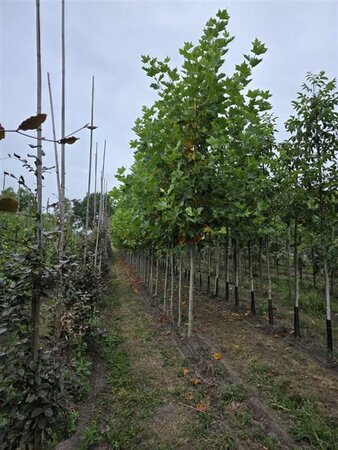 Platanus hispanica 18-20 Hoogstam draadkluit 3 X verplant - afbeelding 4