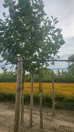 Platanus hispanica 18-20 Hoogstam draadkluit 3 X verplant - afbeelding 1
