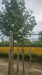 Platanus hispanica 18-20 Hoogstam draadkluit 3 X verplant - afbeelding 1