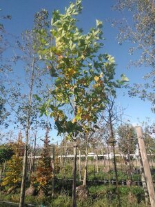 Platanus hispanica 18-20 Hoogstam draadkluit 3 X verplant - afbeelding 3