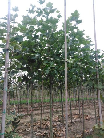 Platanus hispanica 18-20 Hoogstam draadkluit 3 X verplant - afbeelding 2